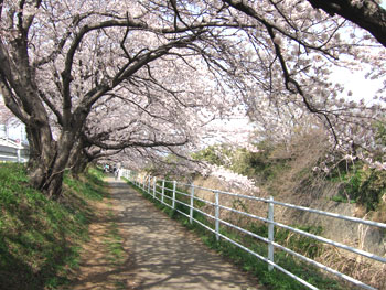 hanami-1.jpg