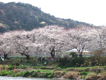 hanami-3.jpg