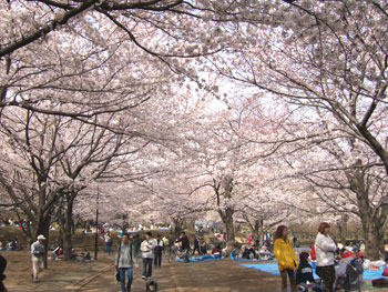 hanami-4.jpg