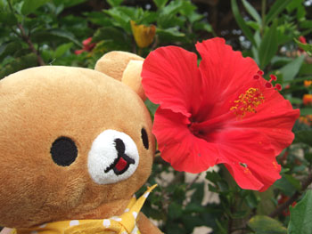 okinawa-1.jpg