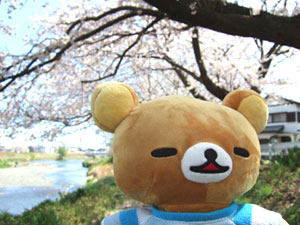 rila-sakura1.jpg